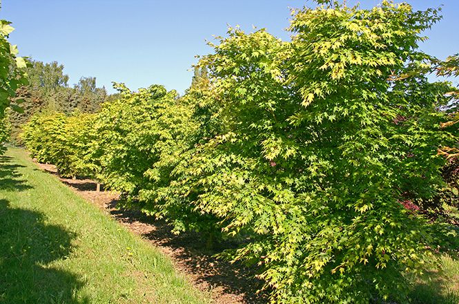 Barockgarten am Schloss Drottningholm in Schweden, umgeben von vierreihigen Kaiser-Linden, die von Lorenz von Ehren gezogen und 2008 geliefert wurden. Heute prägen sie majestätisch die Landschaft.